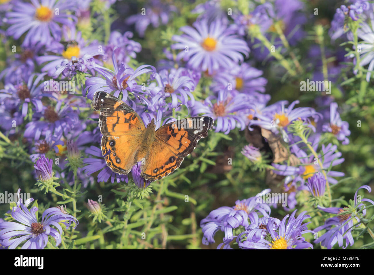 03405-00507 American Lady (Vanessa virginiensis) on Frikart's Aster (Aster frikartii) Marion Co. IL Stock Photo
