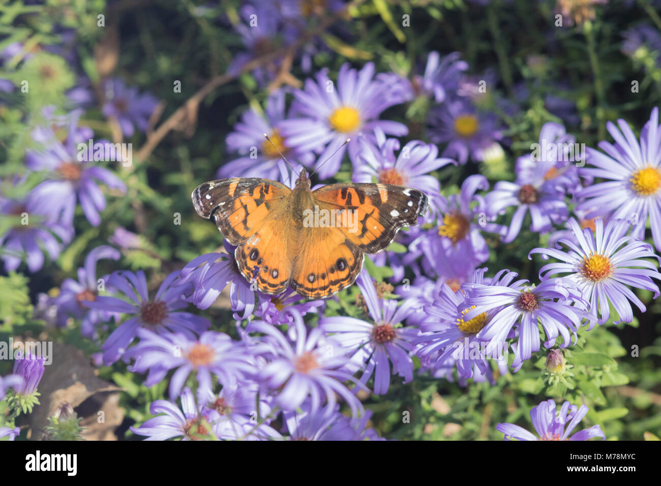 03405-00511 American Lady (Vanessa virginiensis) on Frikart's Aster (Aster frikartii) Marion Co. IL Stock Photo