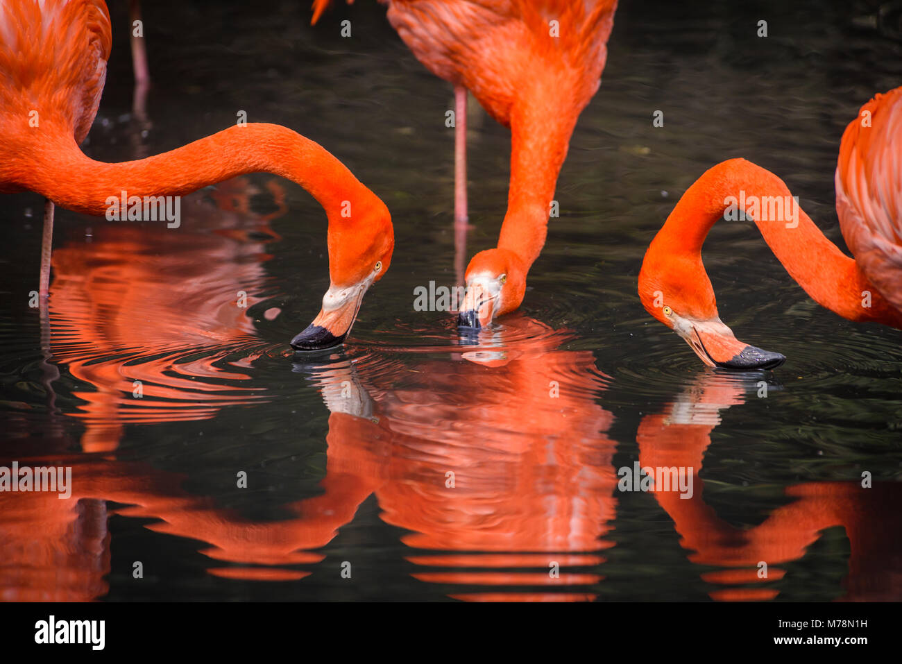 Flamingos or flamingoes are a type of wading bird in the family