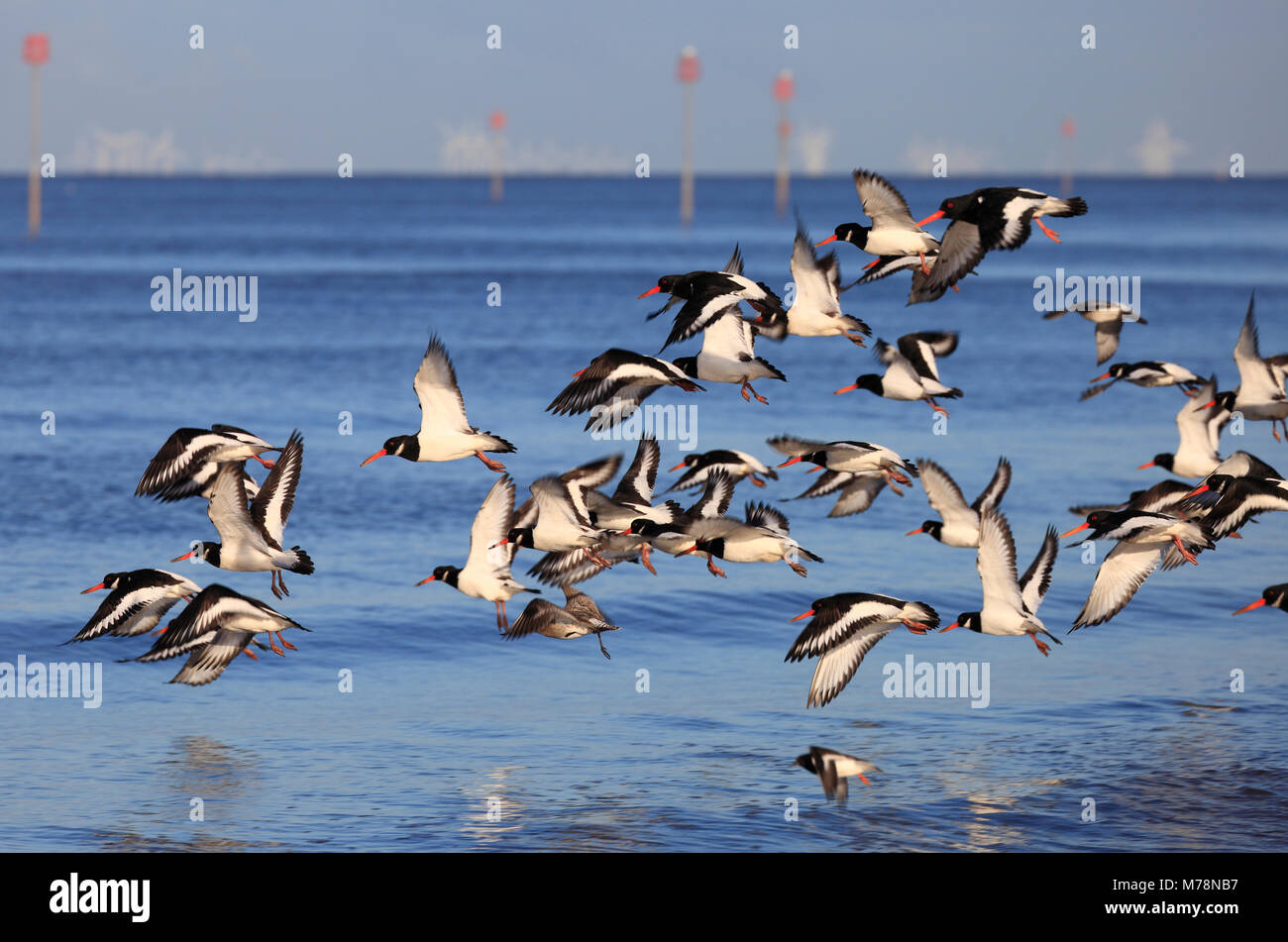 Oyster catchers taking flight at the Wash estuary in the UK. Stock Photo
