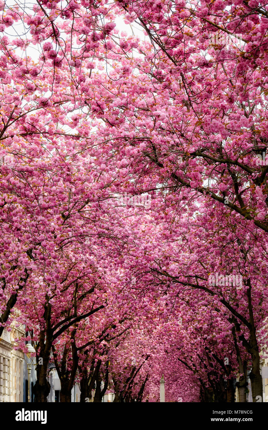 A narrow street lined with pink flowering cherry blossom trees during the spring season on the Heerstrasse in the old town of Bonn, western Germany Stock Photo