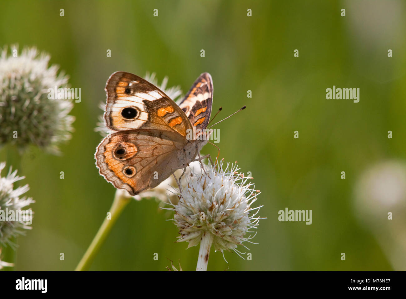 03411-011.11 Common Buckeye Butterfly (Junonia coenia) on Rattlesnake Master (Eryngium yuccifolium) Marion Co., IL Stock Photo