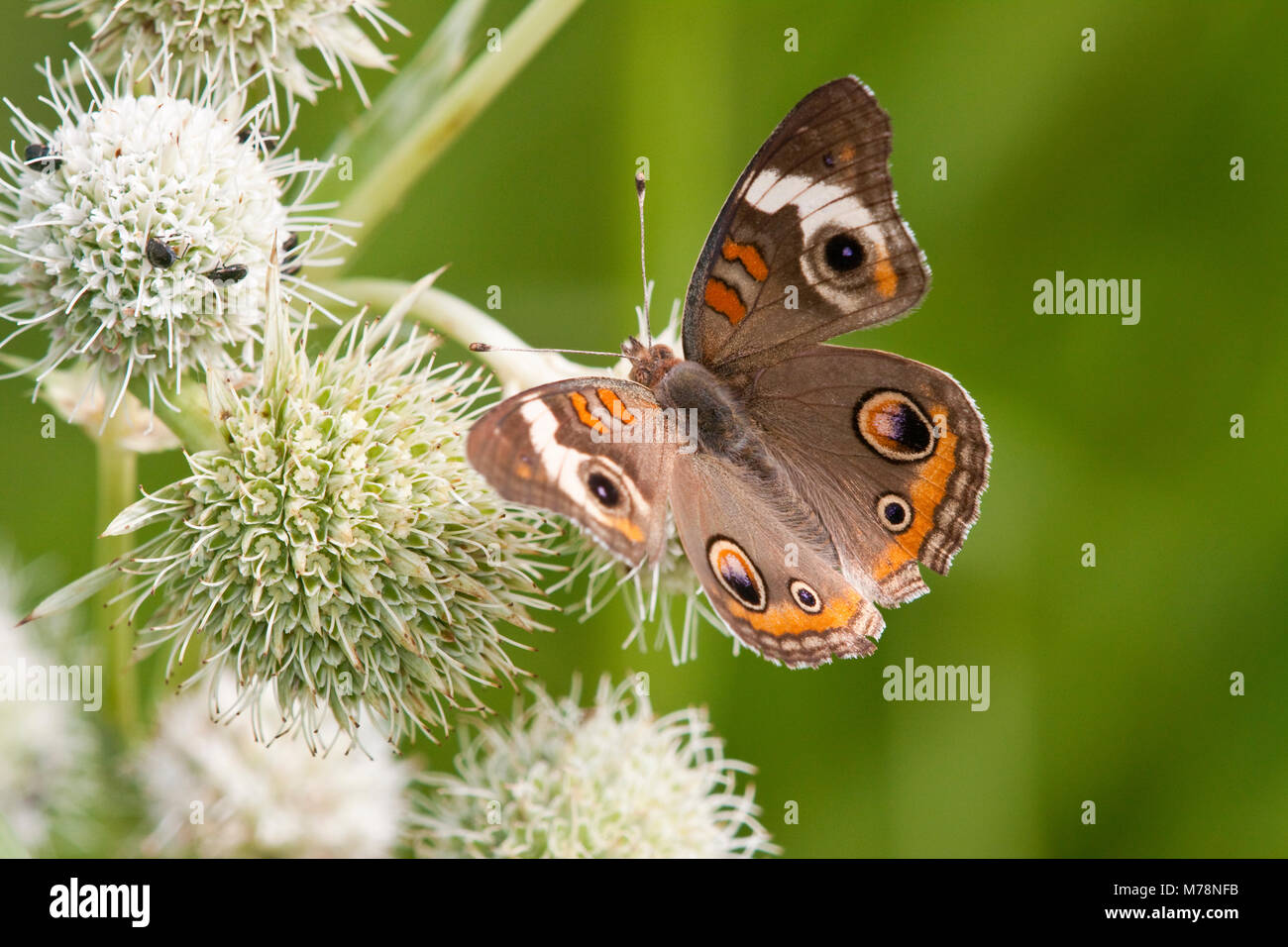 03411-011.13 Common Buckeye Butterfly (Junonia coenia) on Rattlesnake Master (Eryngium yuccifolium) Marion Co., IL Stock Photo
