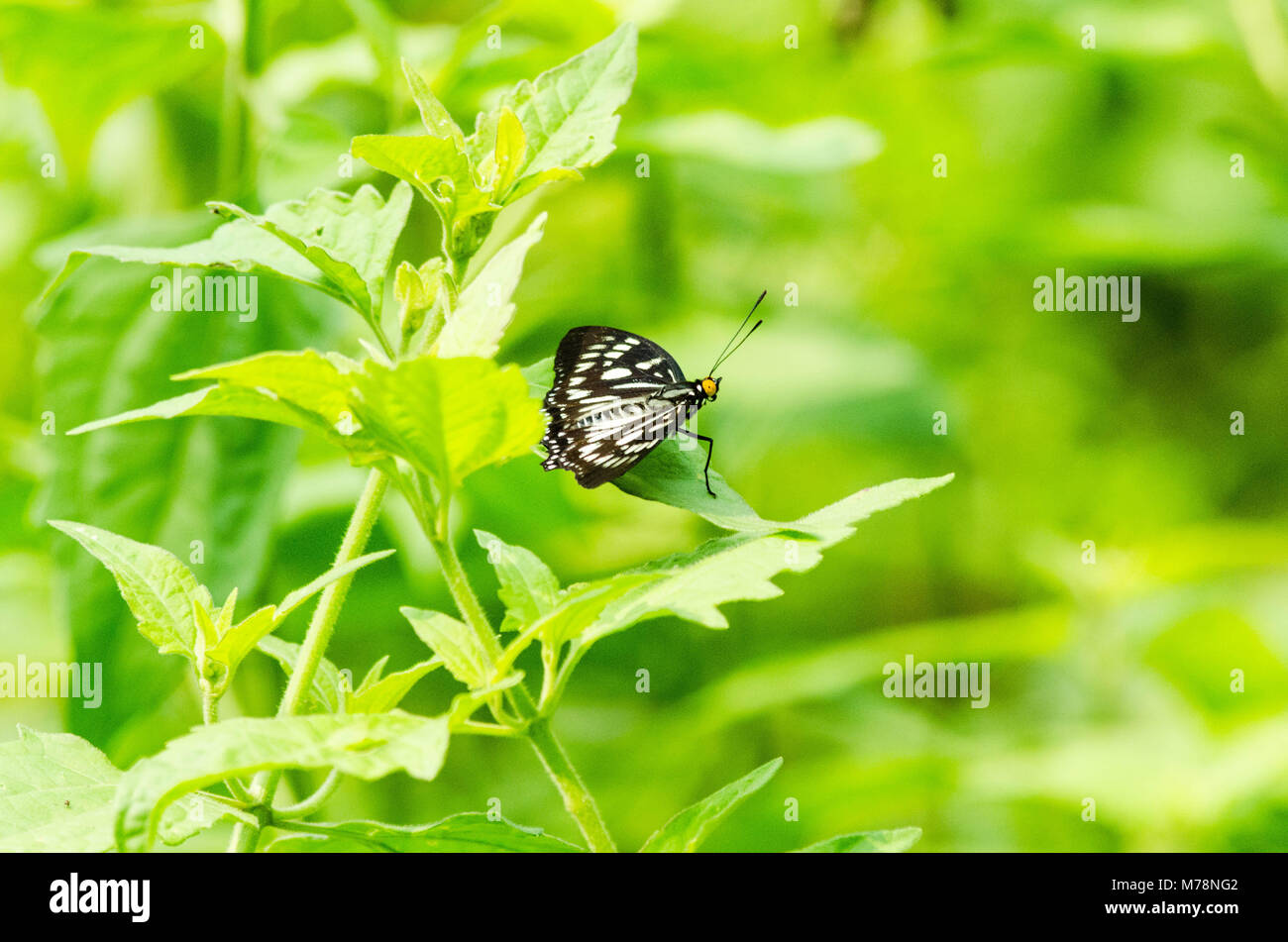 Butterfly showing it's beauty in greenery Stock Photo