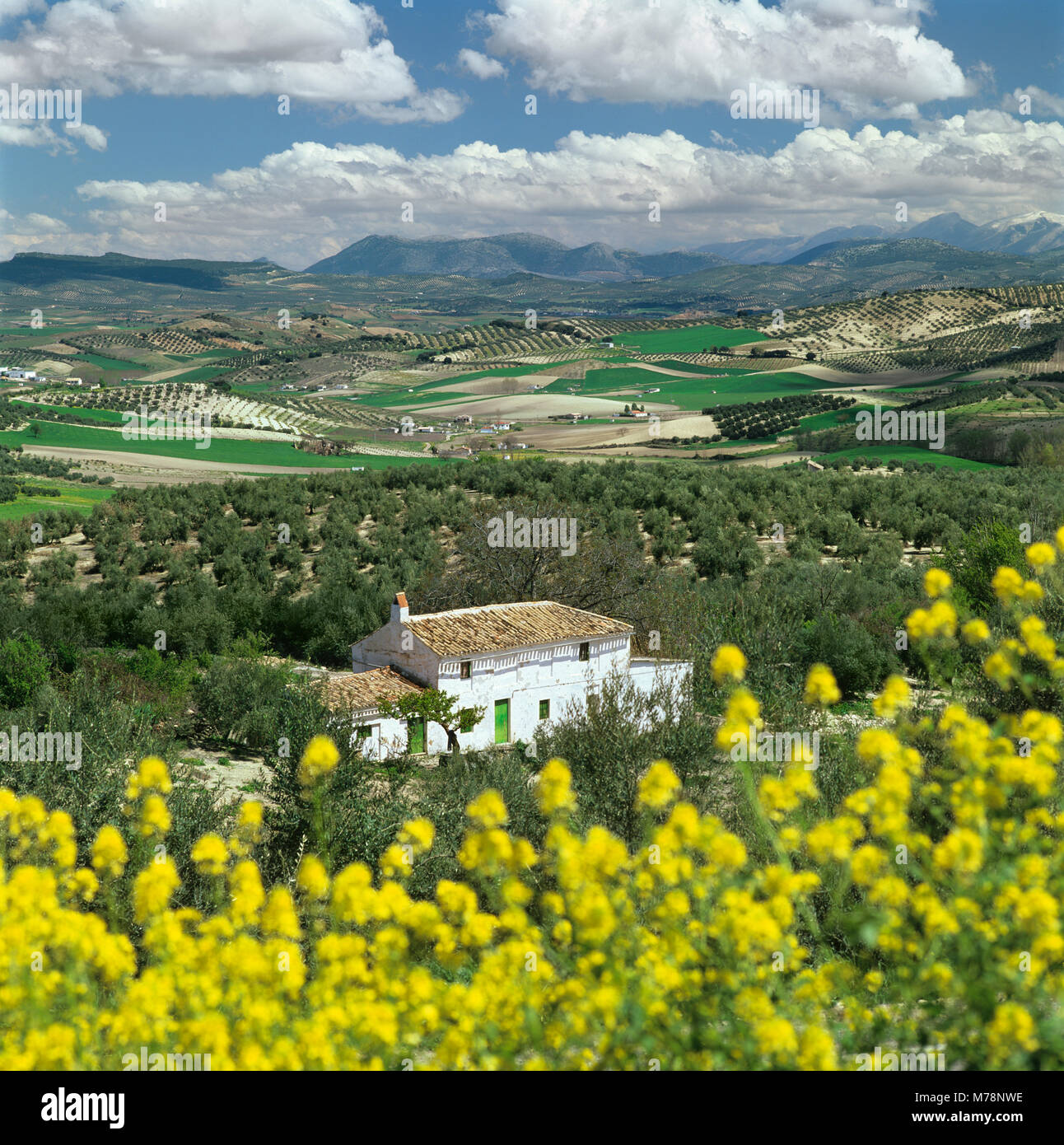Andalucian landscape with white farmhouse and olive trees with mountains in distance, near Granada, Andalucia, Spain, Europe Stock Photo