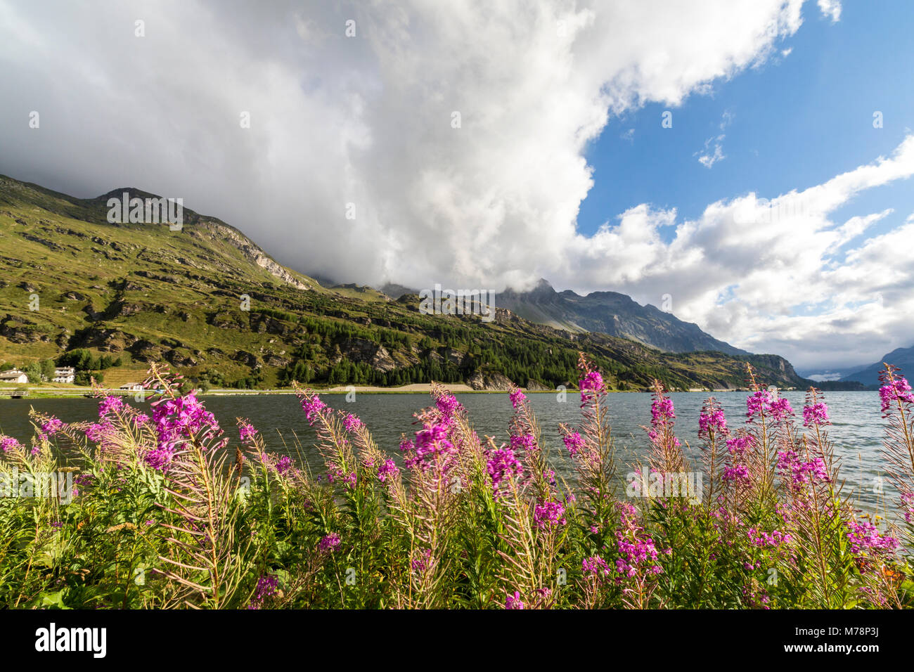 Epilobium wildflowers on lakeshore, Maloja Pass, Bregaglia Valley, Engadine, Canton of Graubunden (Grisons), Switzerland, Europe Stock Photo