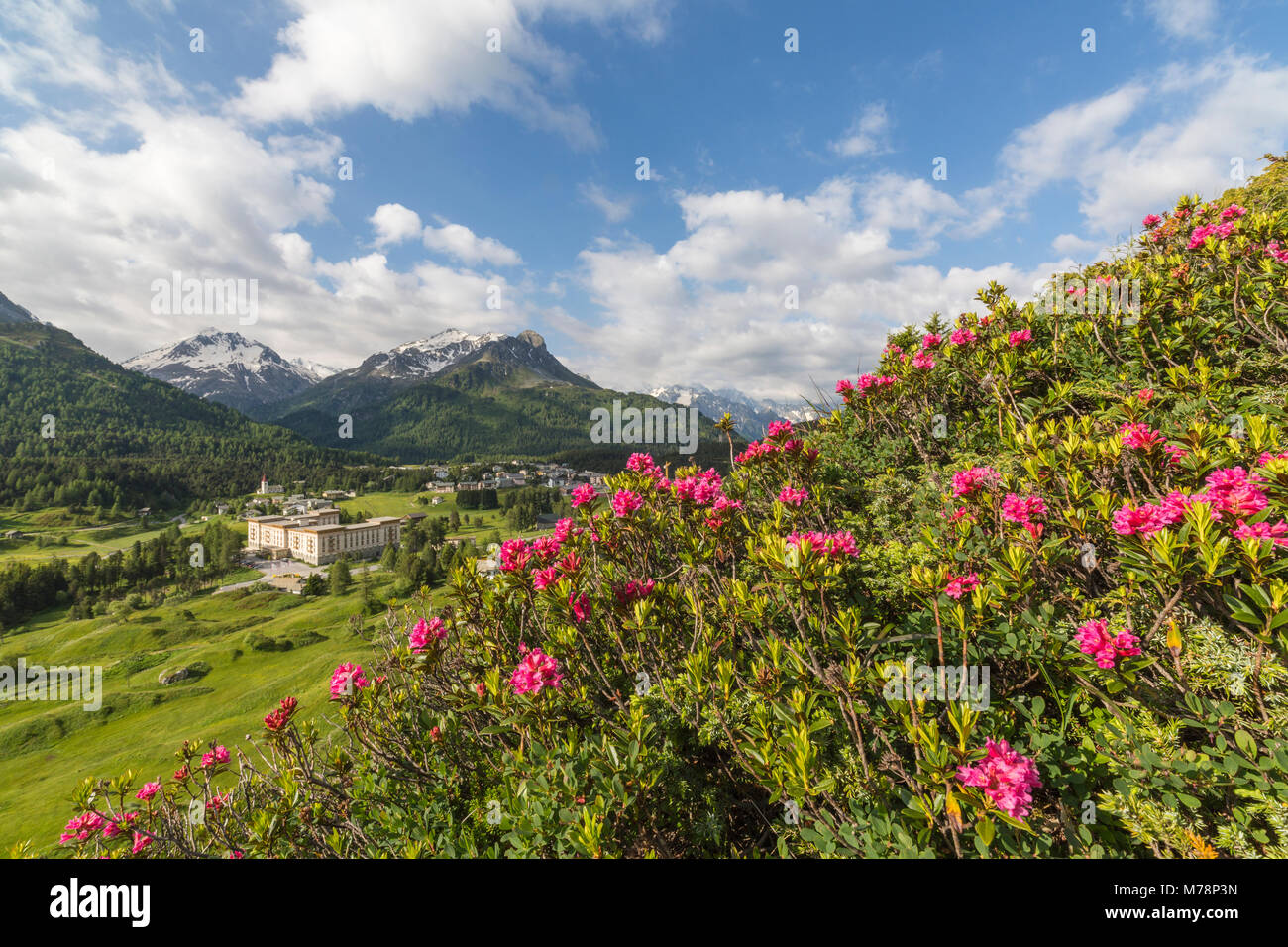 Rhododendrons in bloom, Maloja, Bregaglia Valley, Engadine, Canton of Graubunden (Grisons), Switzerland, Europe Stock Photo