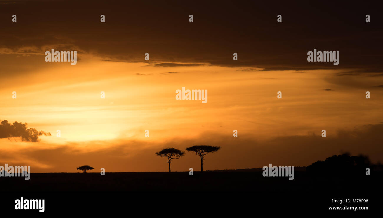 Masai Mara at sunset, Kenya, East Africa, Africa Stock Photo
