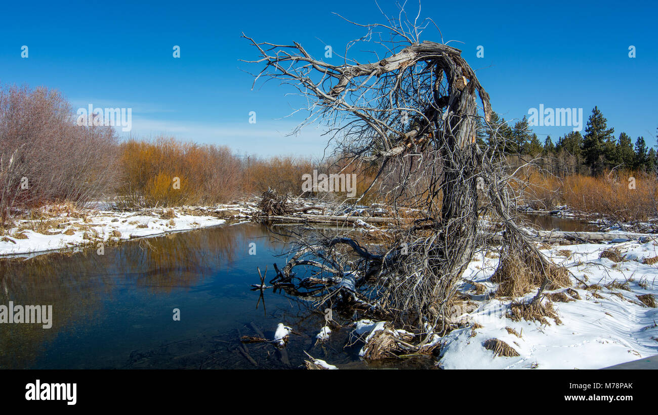Dead and contorted tree by Taylor Creek near South Lake Tahoe, California, USA, in the winter of 2018, on a blue sky day cloudless Stock Photo