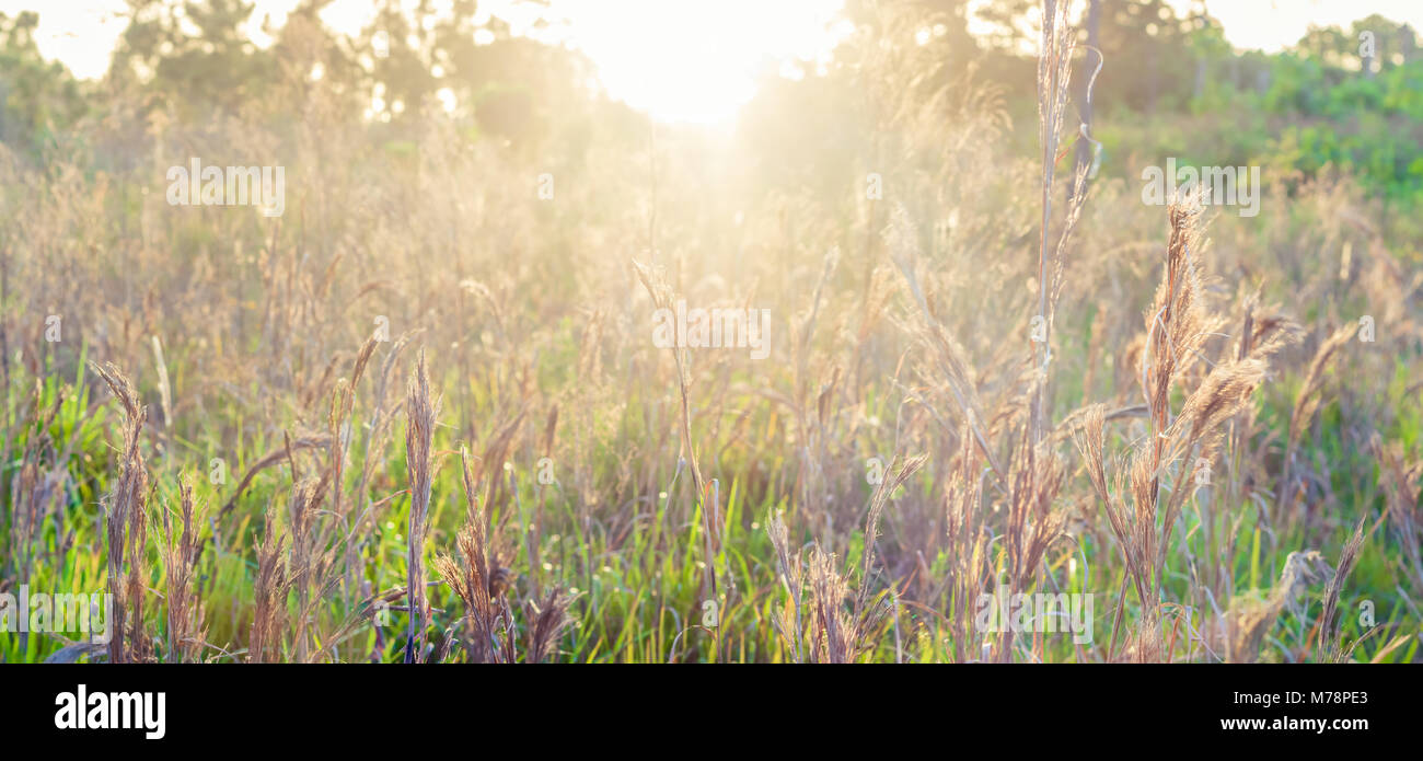 An image of a wildlife preserve taken as the sun rises over the meadow in the early morning. The tall grass captures the suns rays creating a vibrant  Stock Photo