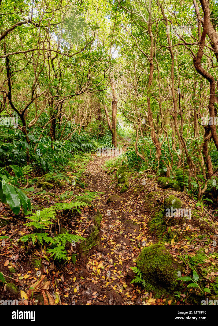 Forest on the slopes of Pico Alto, Santa Maria Island, Azores, Portugal, Atlantic, Europe Stock Photo
