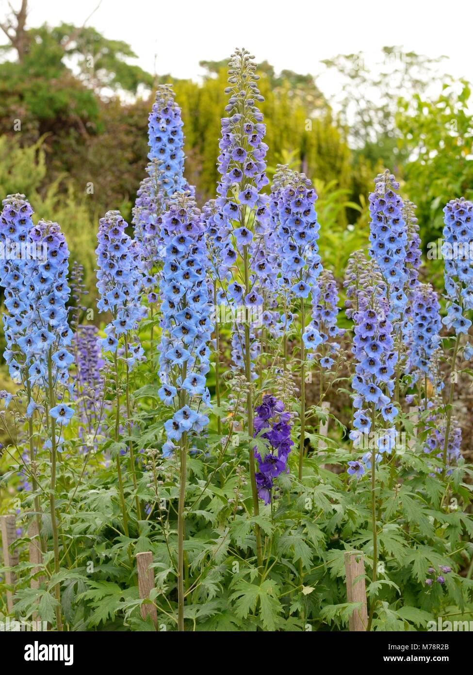 A perennial blue delphinium (Ranunculaceae) larkspur herbaceous border plant in the UK Stock Photo