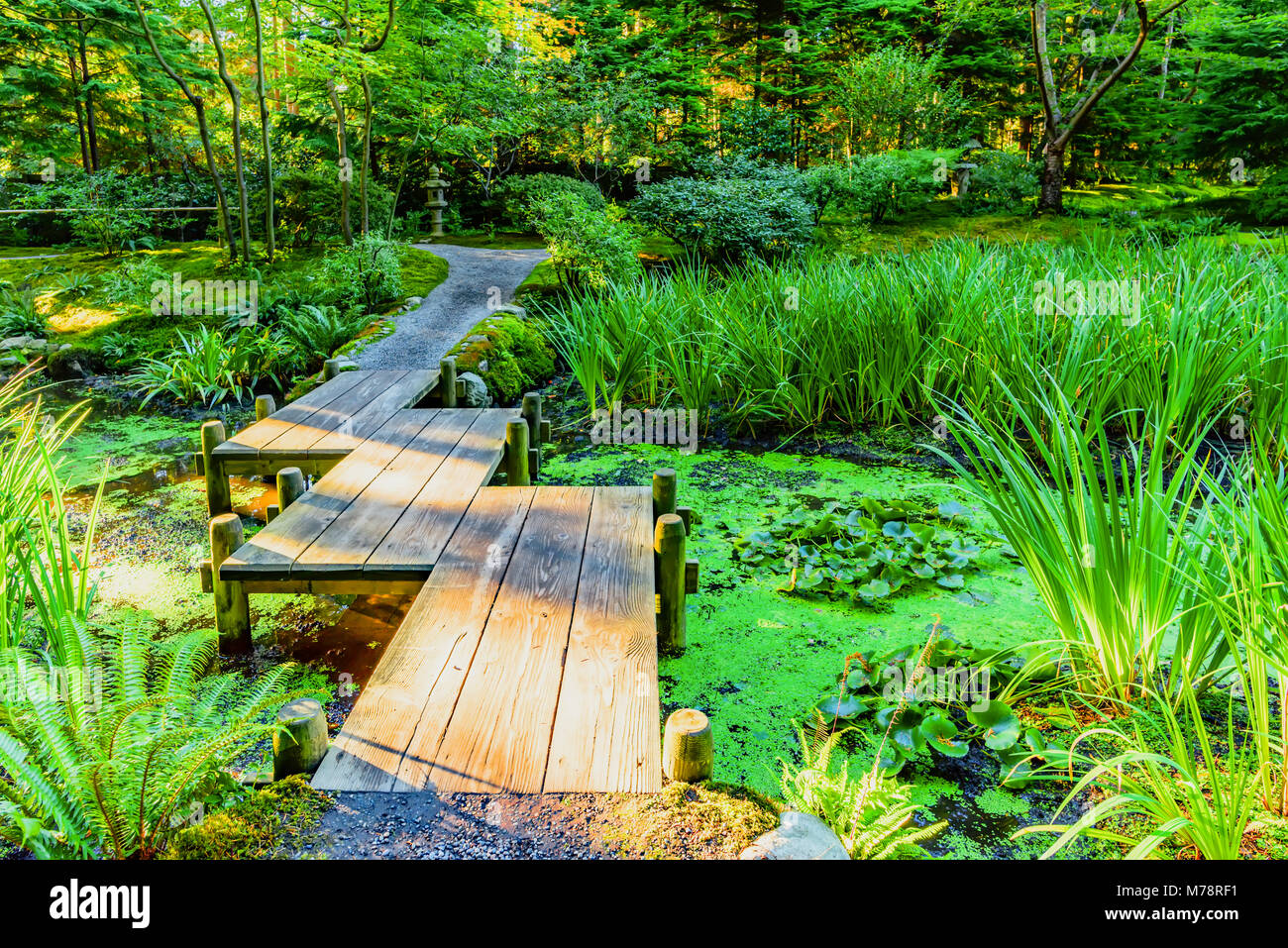 a wooden bridge across a pond with duckweed and leaves of water lilies, in a park with subtropical plants, a fern, green trees and shrubs Stock Photo
