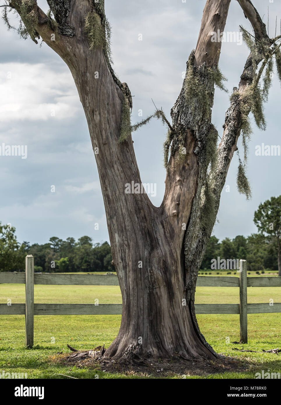 Photo of a large dying tree with most of its bark gone. Patches of spanish moss can be seen