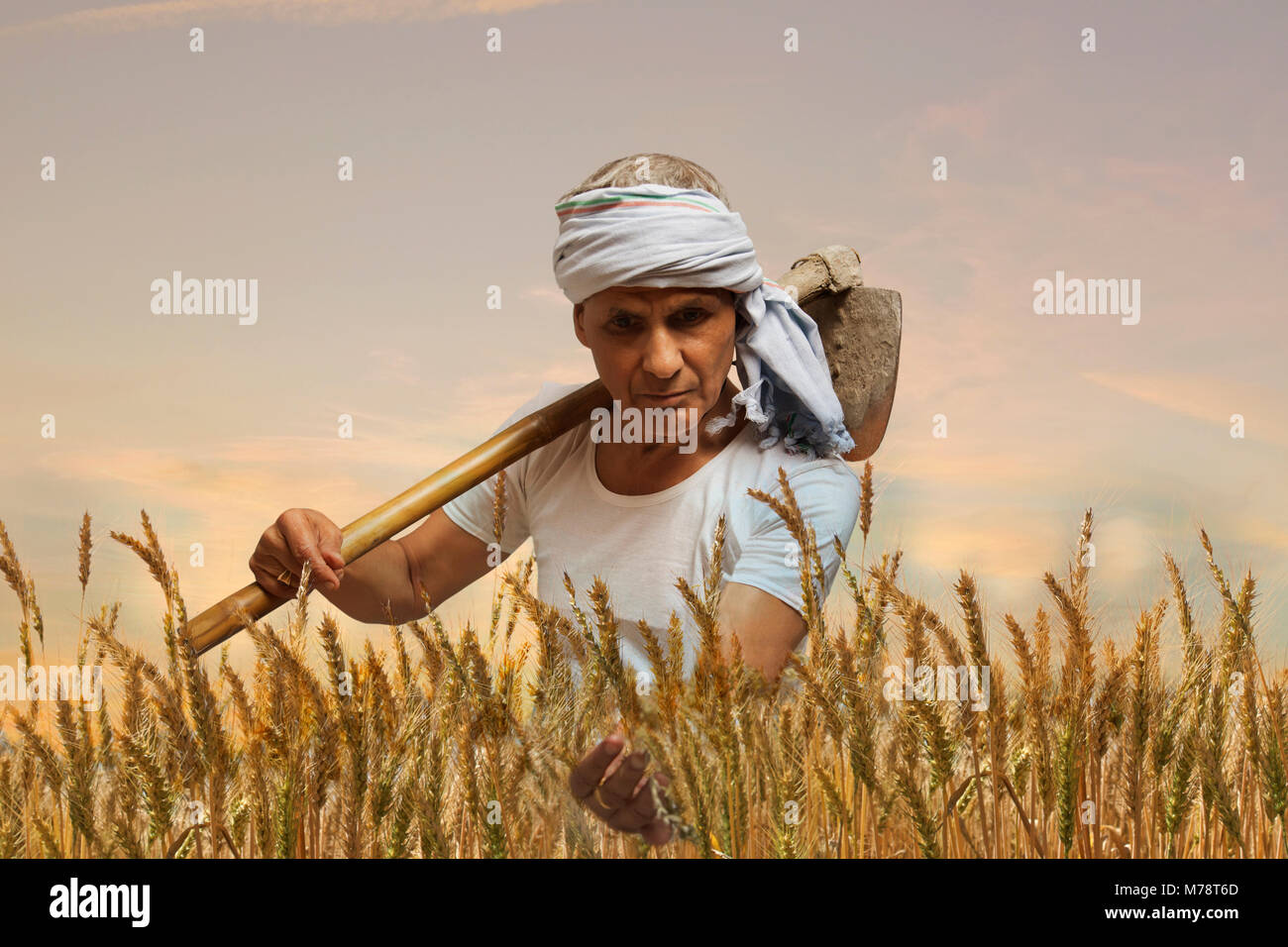 Senior farmer looking at paddy field Stock Photo