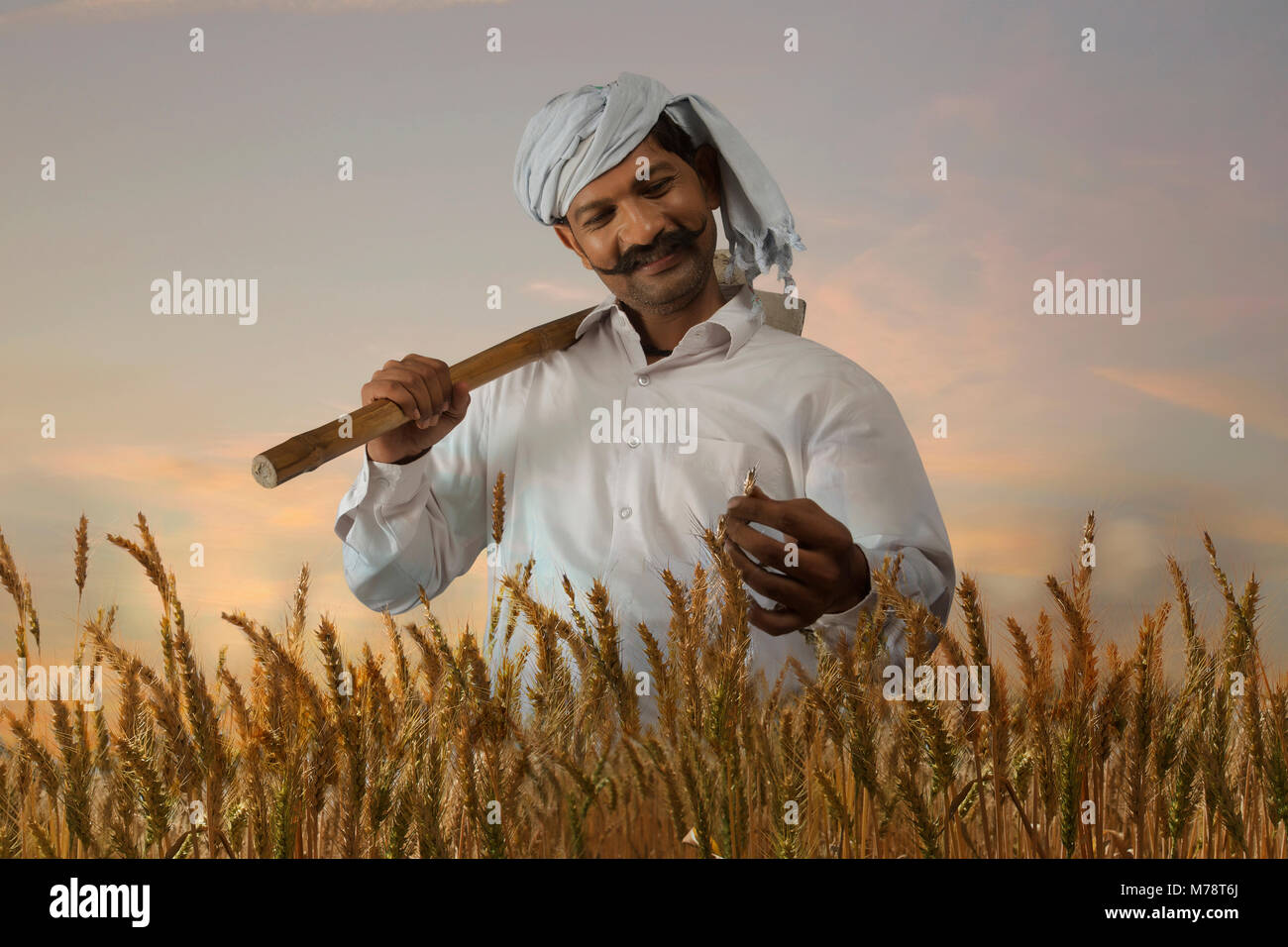 Farmer checking the rice before harvest Stock Photo