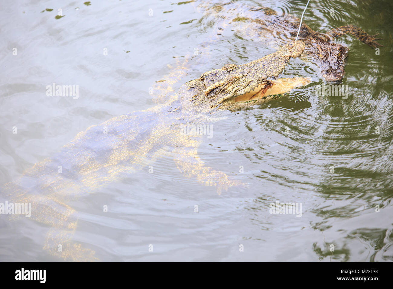Rope in water animal wildlife hi-res stock photography and images - Alamy