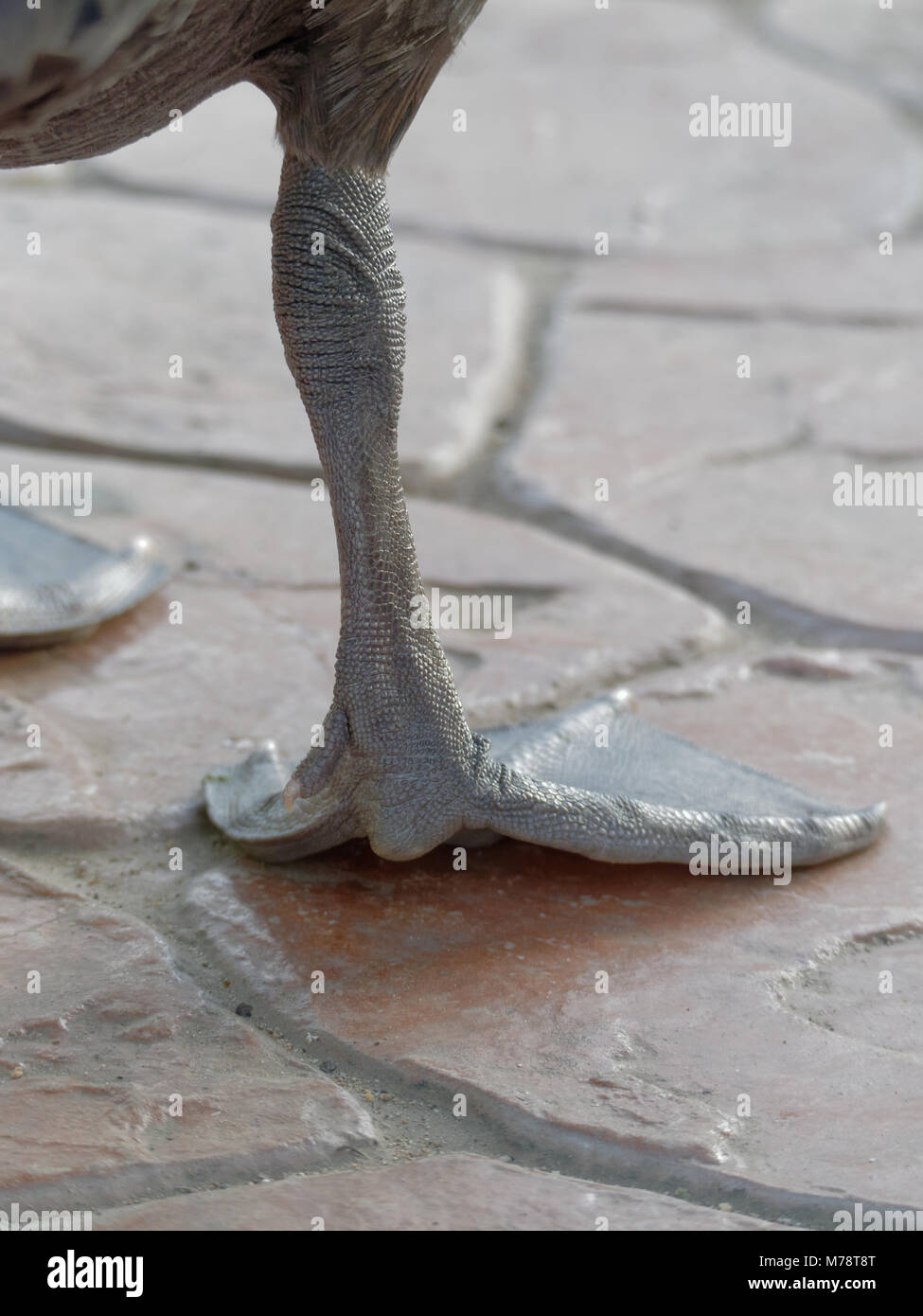 Black swan web feet and legs shot close up in a farm over red ...