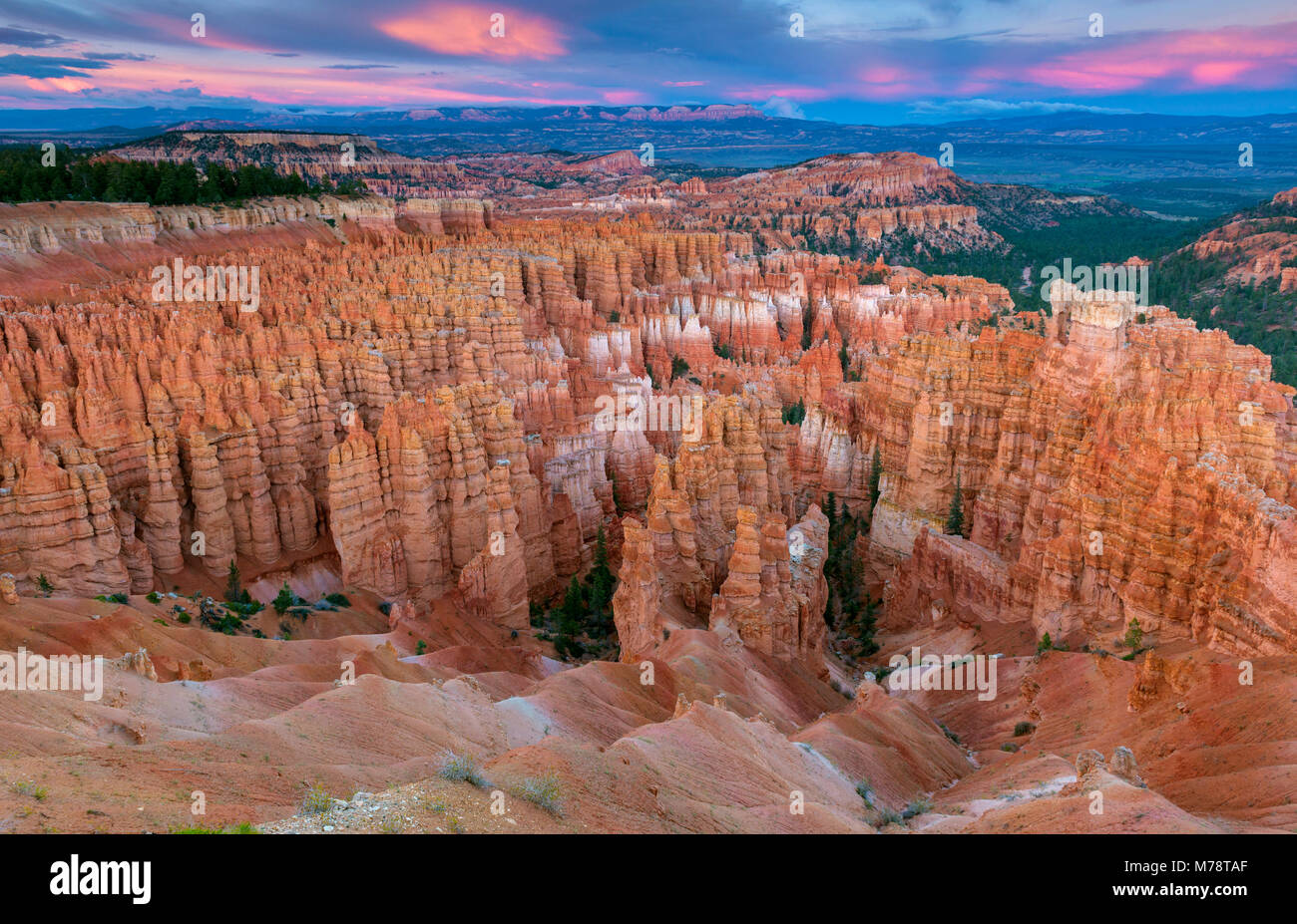 Dusk, Wall Street, Bryce Canyon National Park, Utah Stock Photo
