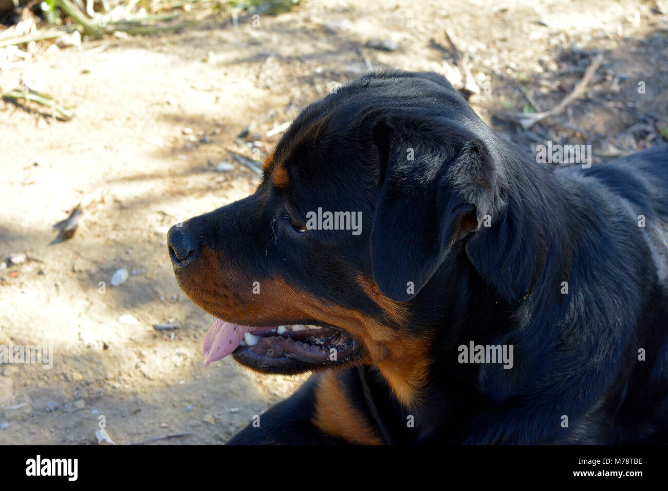 Portrait of a big puppy dog - Rottweiler Stock Photo - Alamy