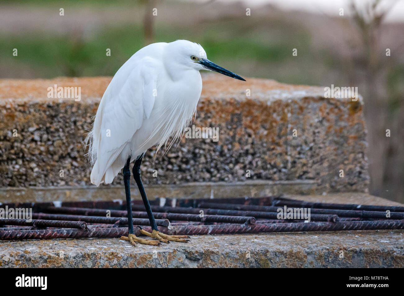 little egret, Egretta garzetta, Ebro delta, Catalonia, Spain Stock Photo