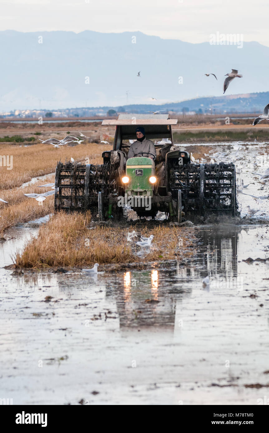 tractor for rice field, in winter stage for flooding of the terrain, the muddy to bury the stems and remains of the crop. Ebro delta, Catalonia, Spain Stock Photo