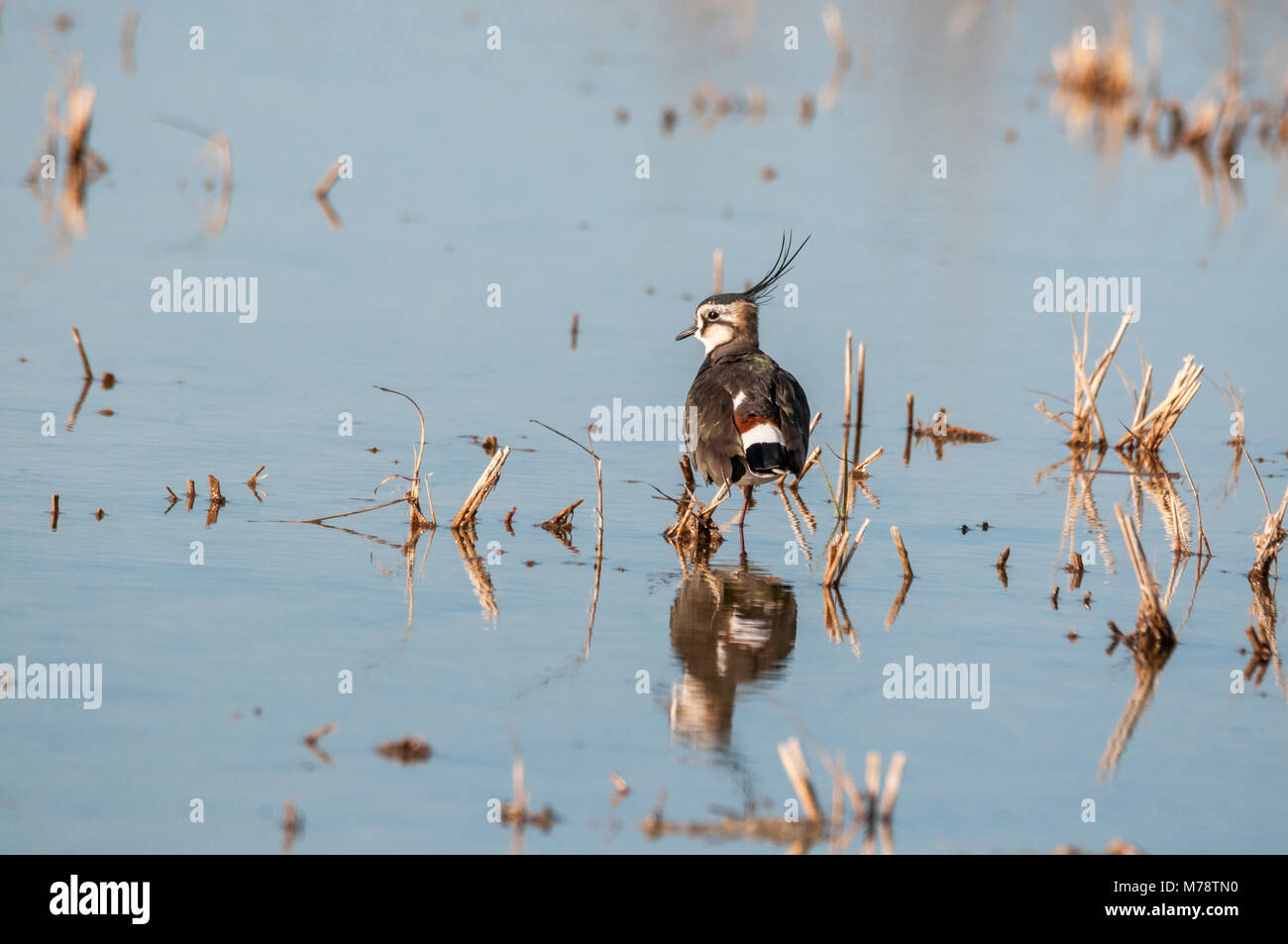 green plover, Vanellus vanellus, Ebro Delta, Catalonia, Spain Stock Photo