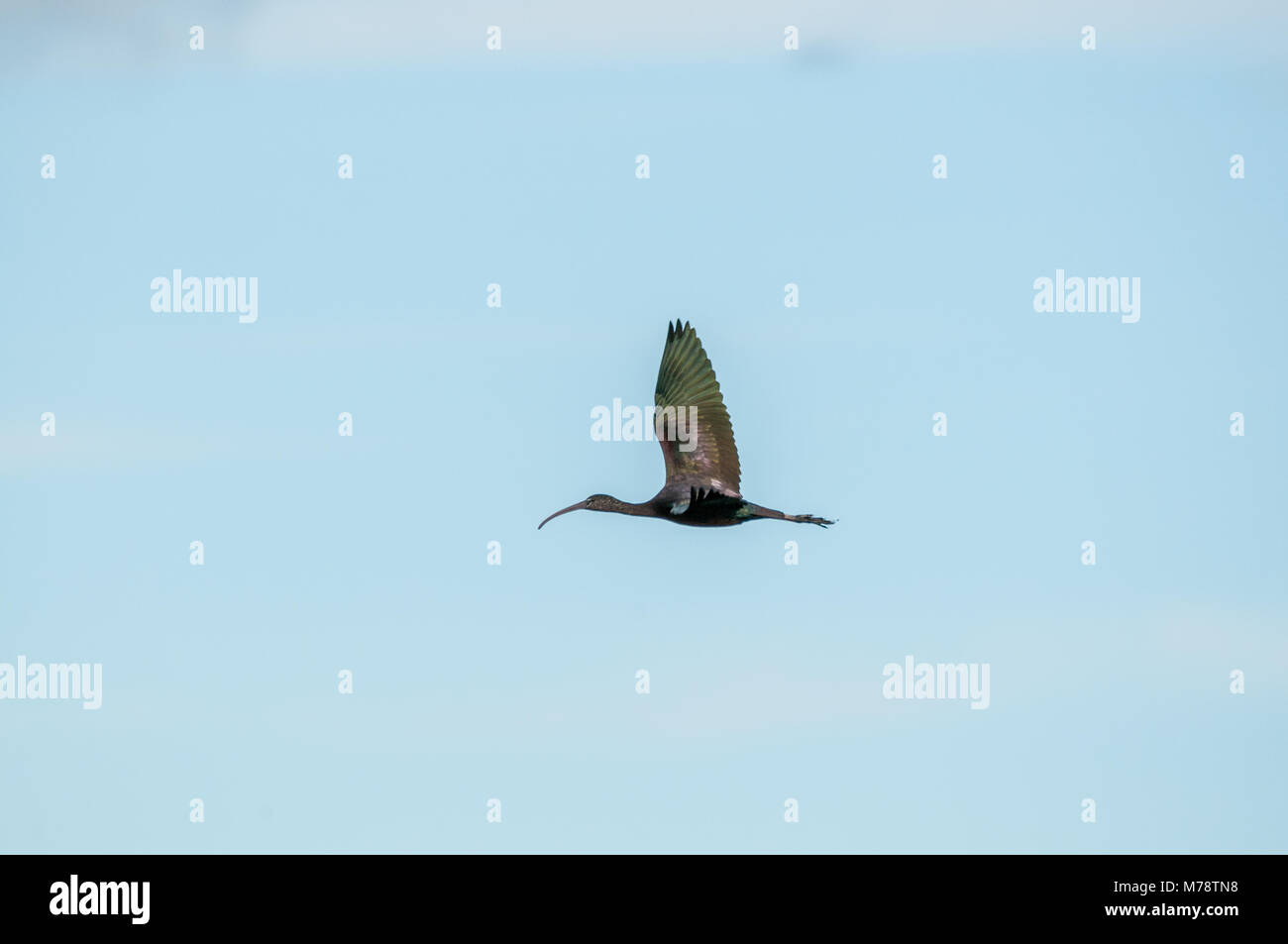 glossy ibis, Plegadis falcinellus, flying, Ebro Delta, Catalonia, Spain Stock Photo