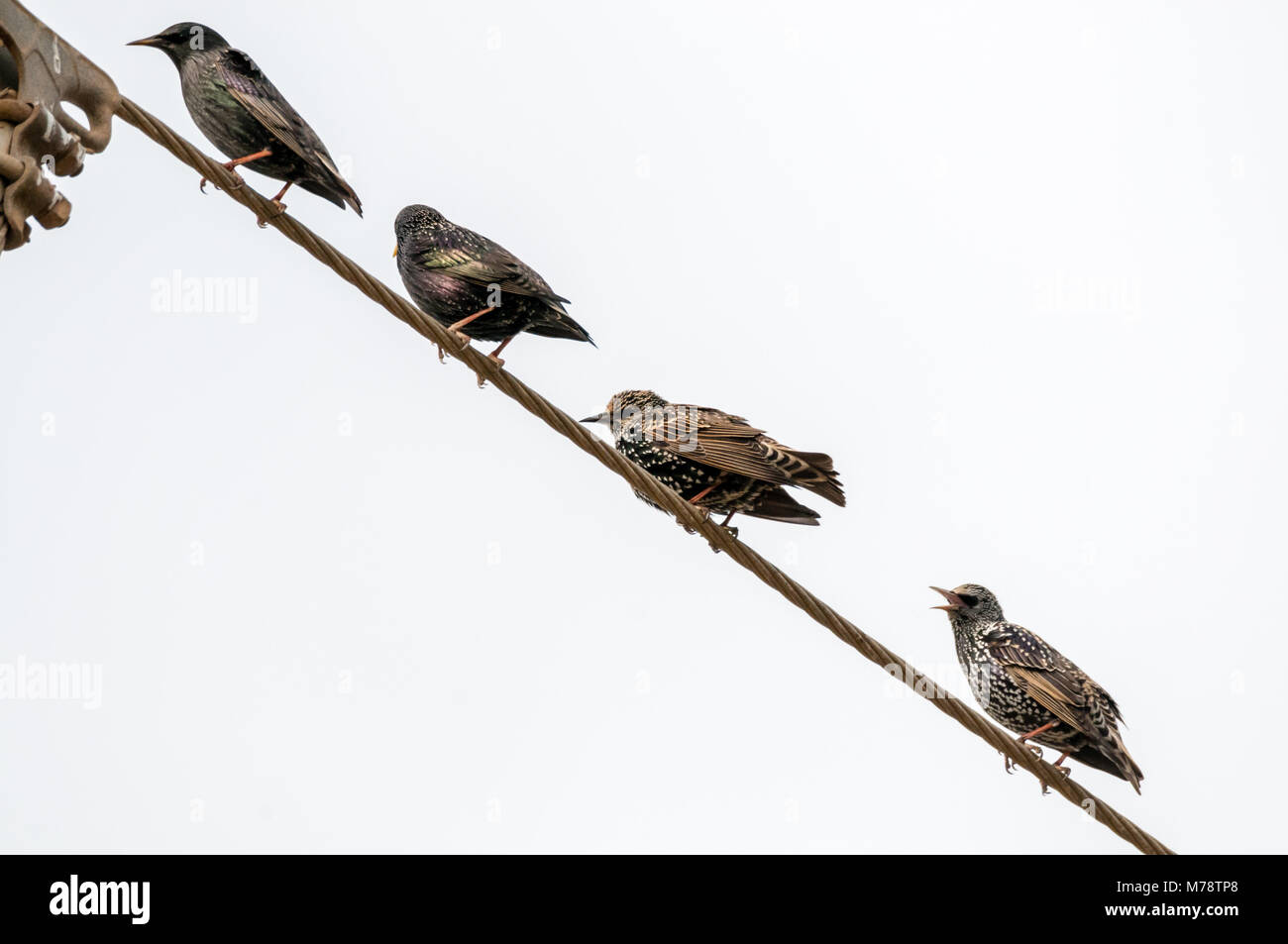 common starling, Sturnus vulgaris, wire, cable Stock Photo