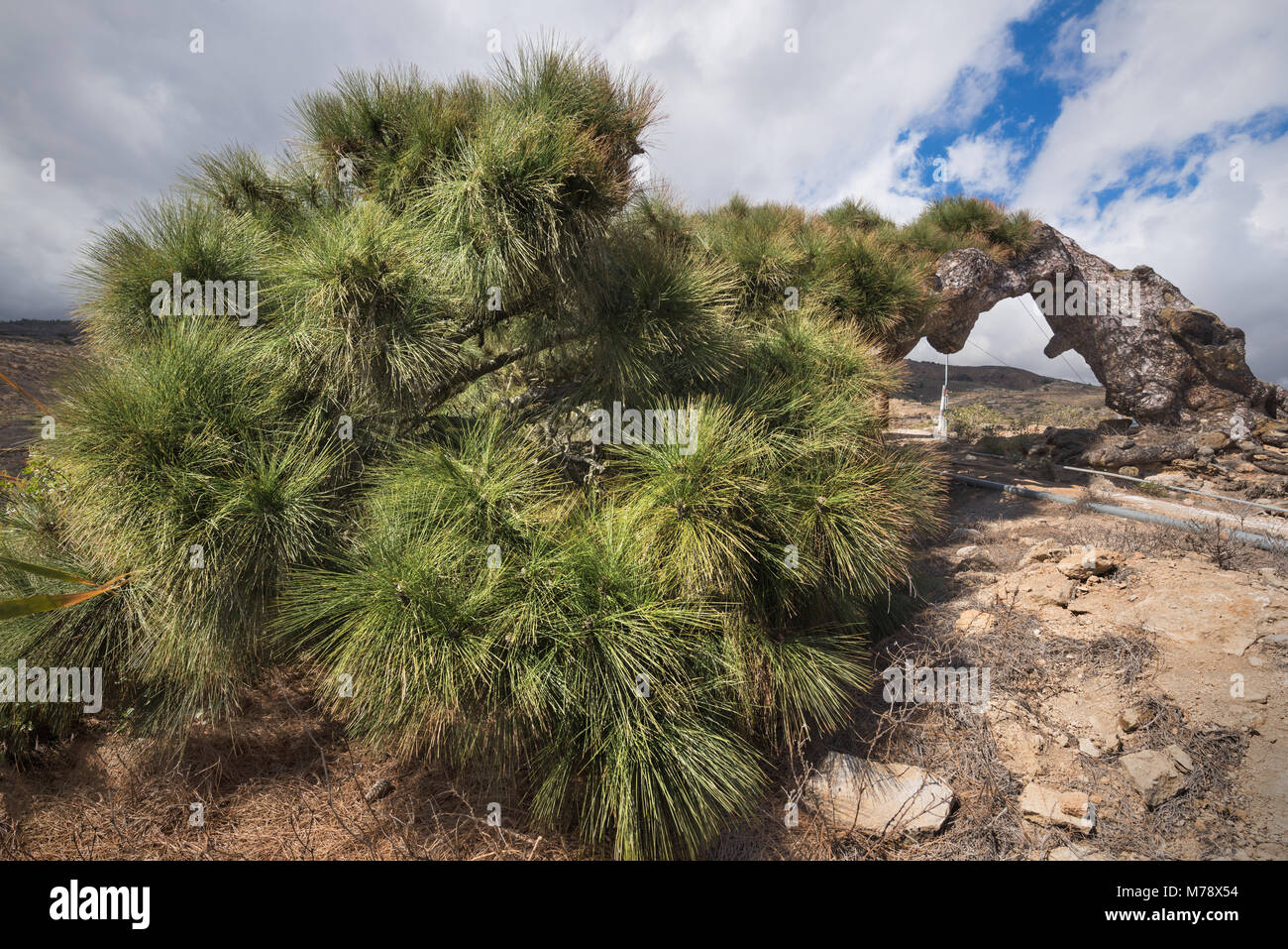 Rare pine tree alive lying and growing on the floor Stock Photo Alamy