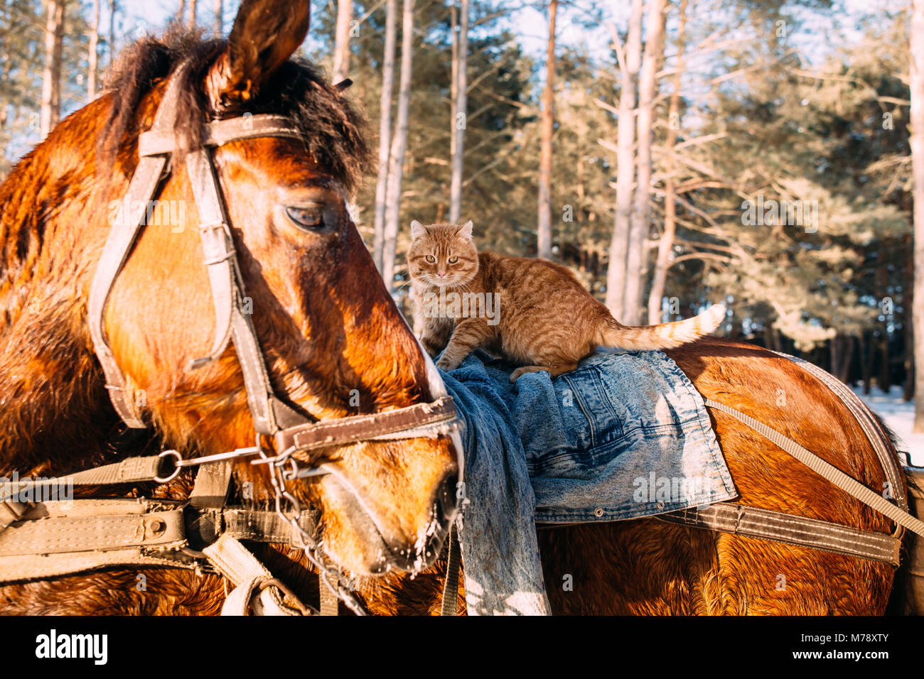 A horse in a harness in the sunlight with a cat in the saddle in the