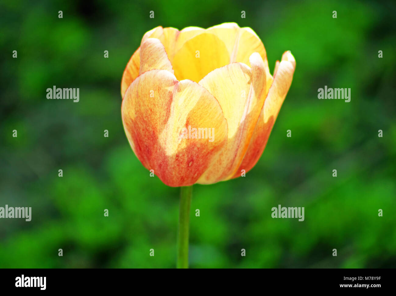 Yellow tulip over green grass in the park Stock Photo - Alamy