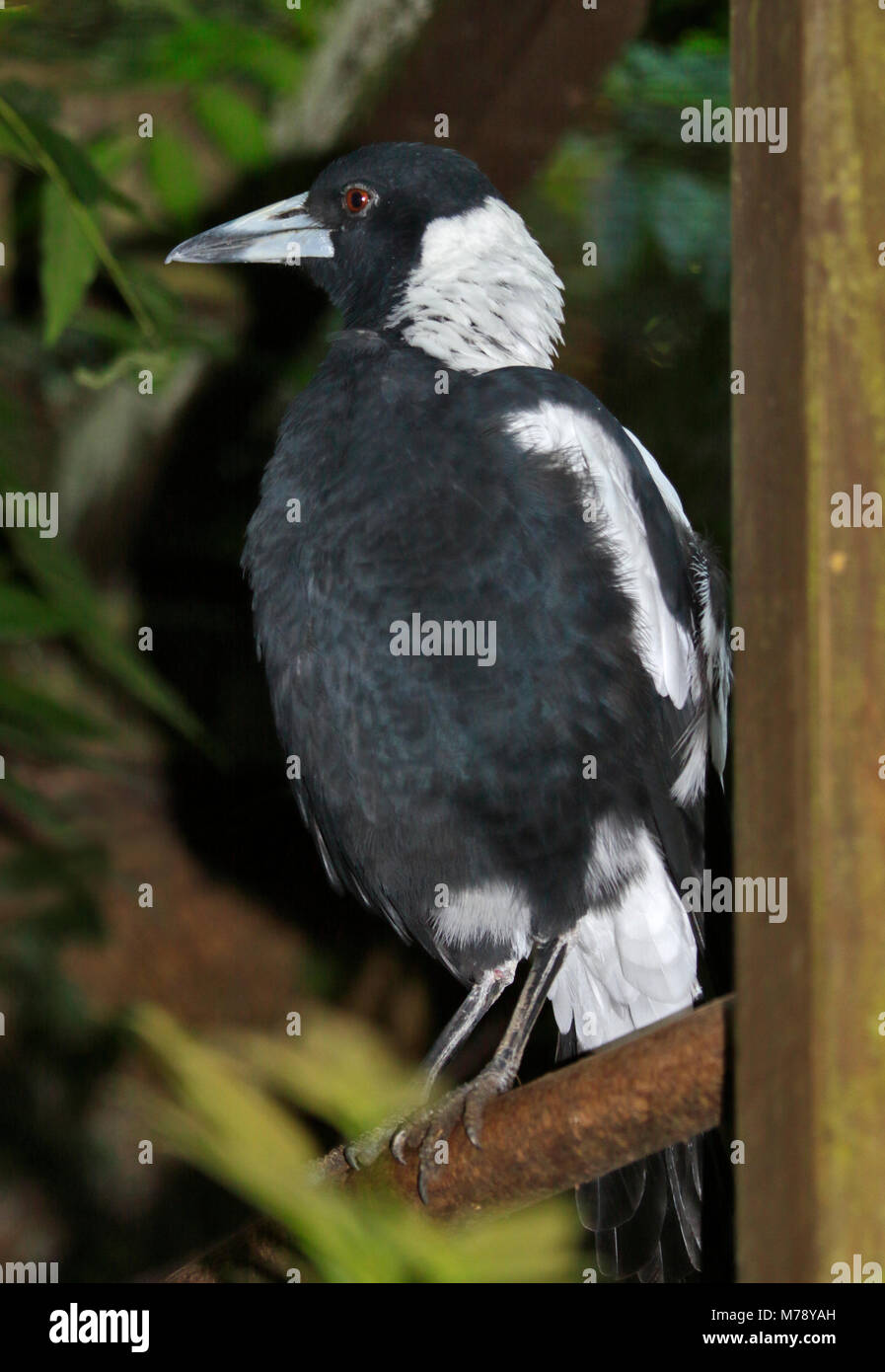 Australian Magpie (gymnorhina tibicen Stock Photo Alamy