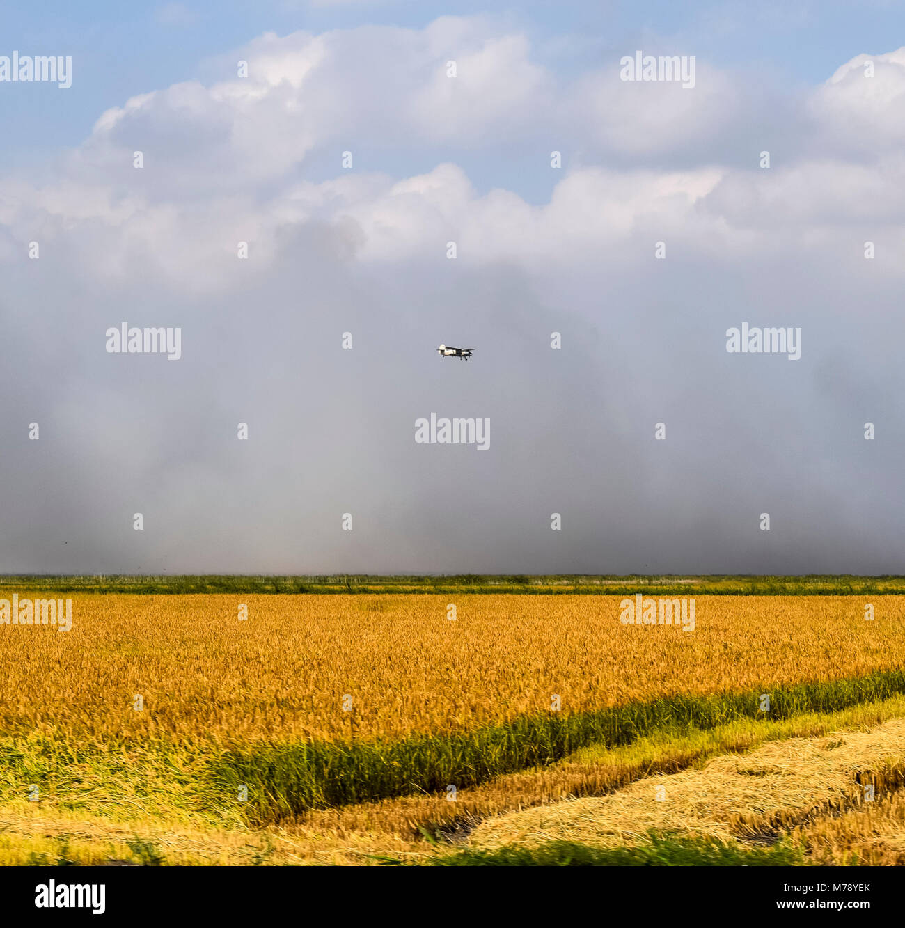 An agricultural plane flies over a field of rice. Air application of herbicides. Stock Photo