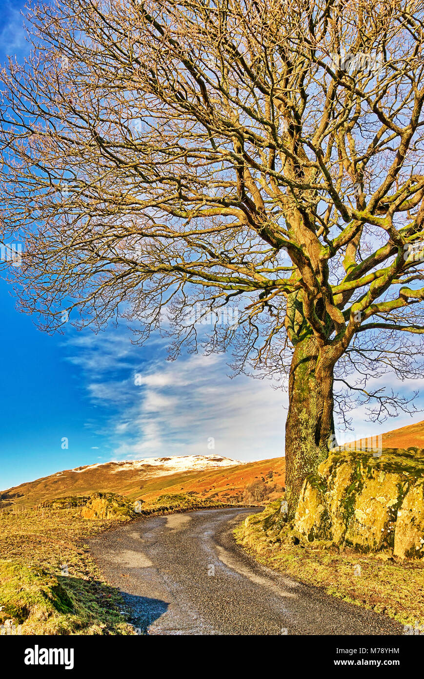 A winding country road passing a lone Winter tree with a snow ca Stock Photo
