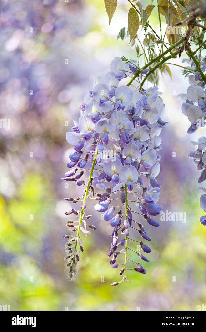 Closeup image of Wisteria Sinensis also known as Chinese wisteria and