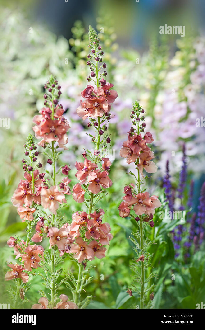 Close-up image of pink Verbascum summer flowers also known as mullein Stock Photo