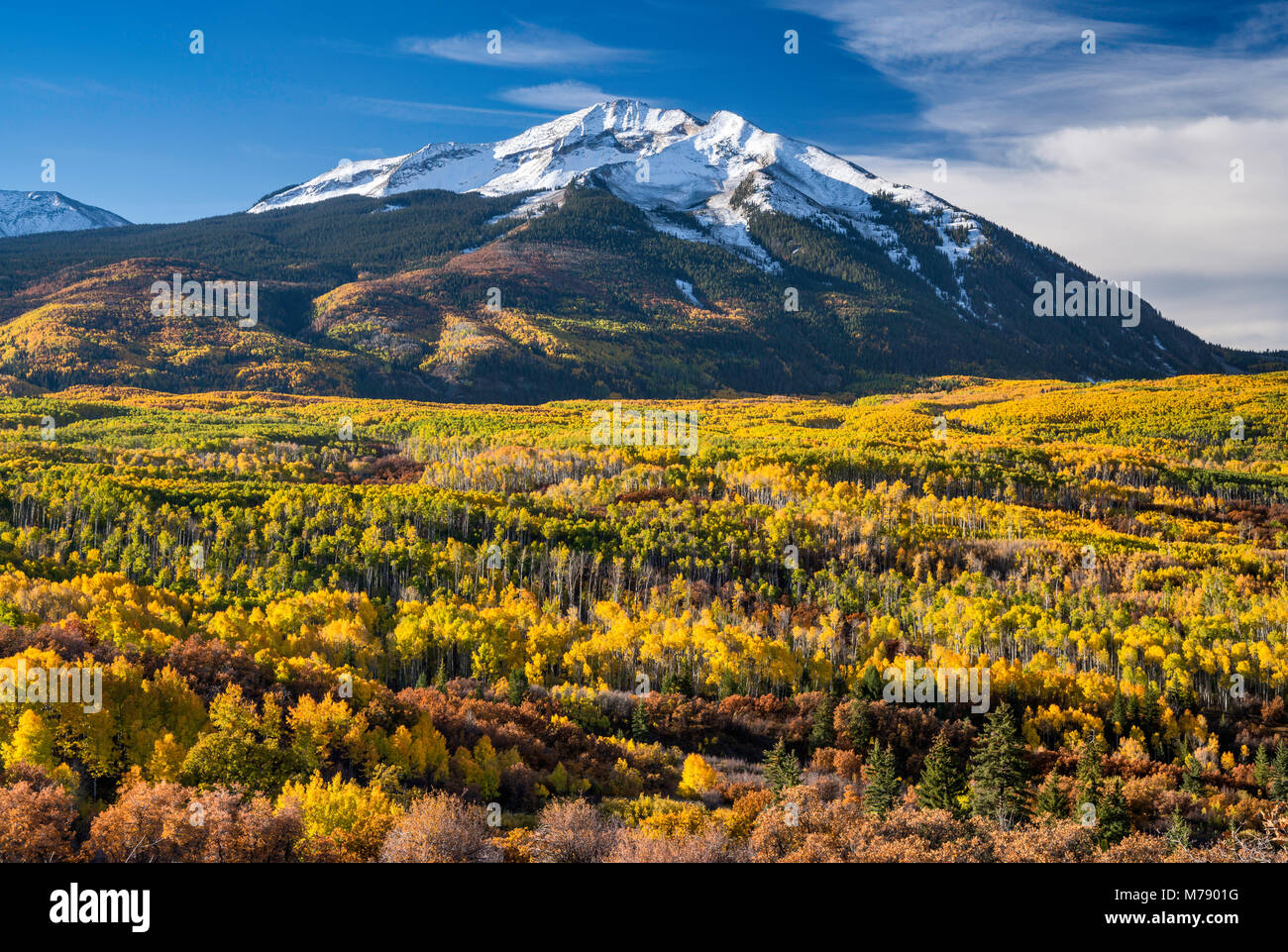 West Beckwith Mountain, aspens in fall foliage, seen from West Elk Loop Scenic Byway, Gunnison National Forest, West Elk Mountains, Colorado, USA Stock Photo