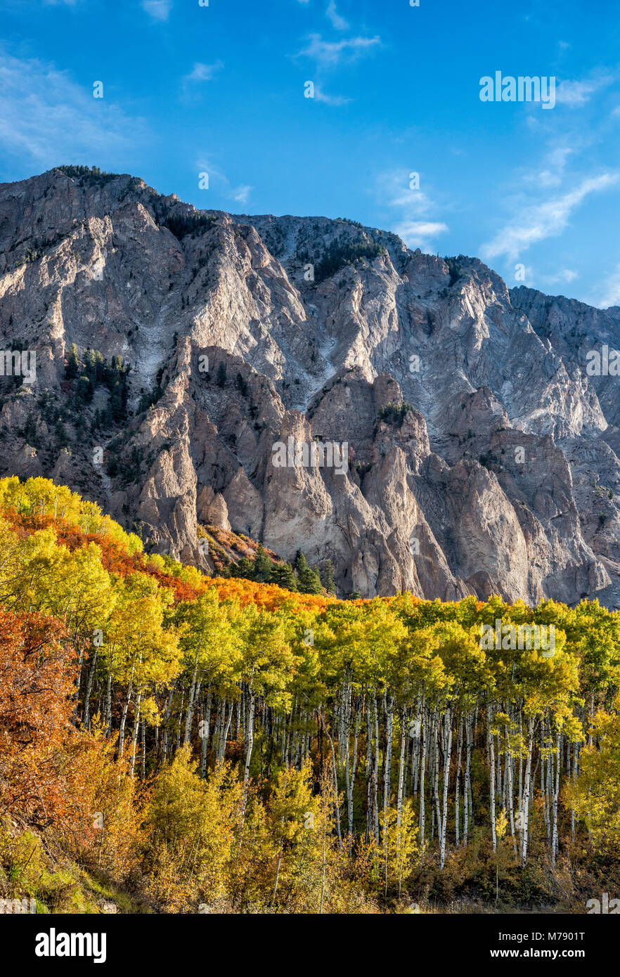 Marcellina Mountain, aspens in fall foliage, seen from West Elk Loop Scenic Byway, Gunnison National Forest, West Elk Mountains, Colorado, USA Stock Photo