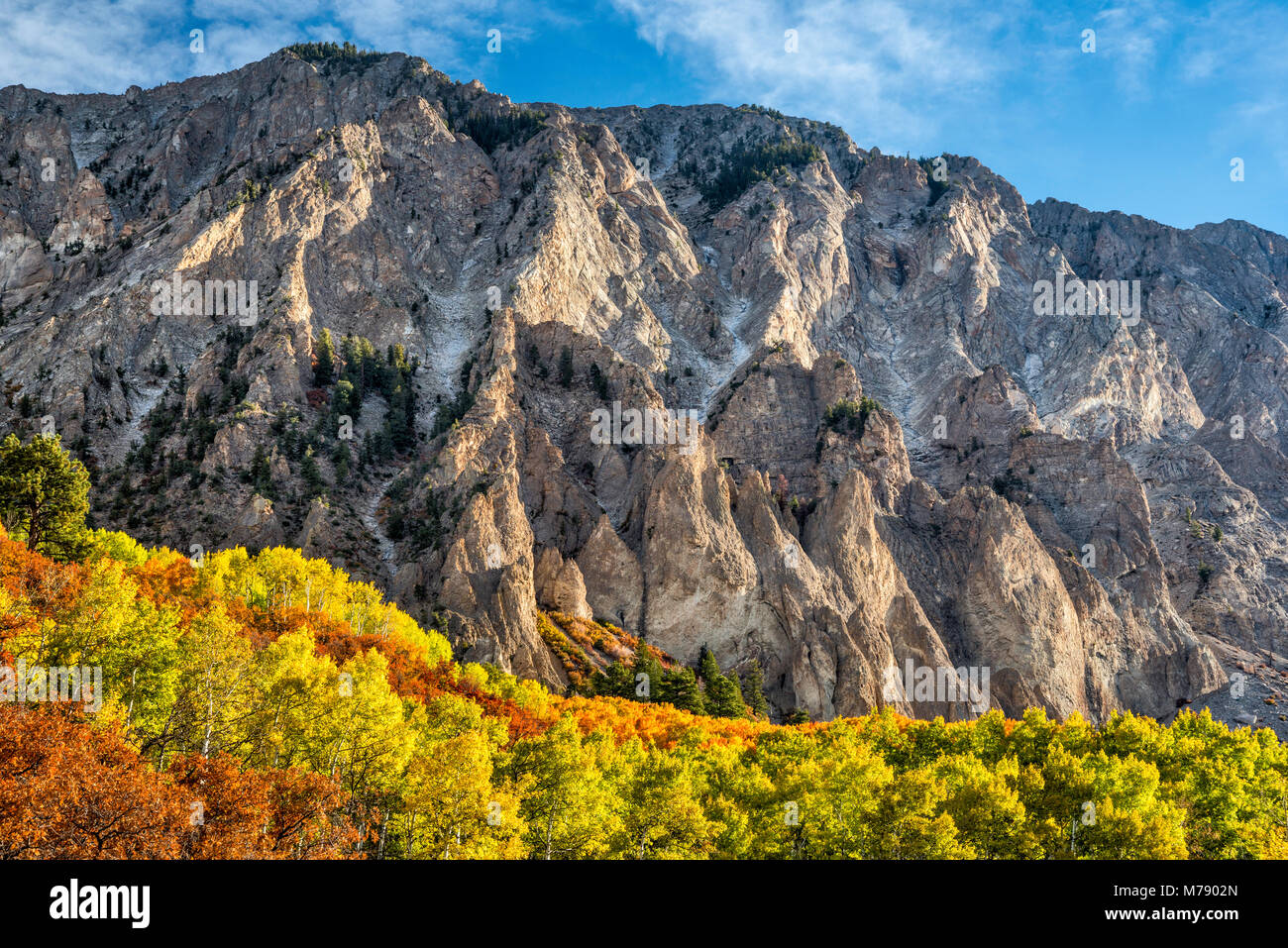 Marcellina Mountain, aspens in fall foliage, seen from West Elk Loop Scenic Byway, Gunnison National Forest, West Elk Mountains, Colorado, USA Stock Photo