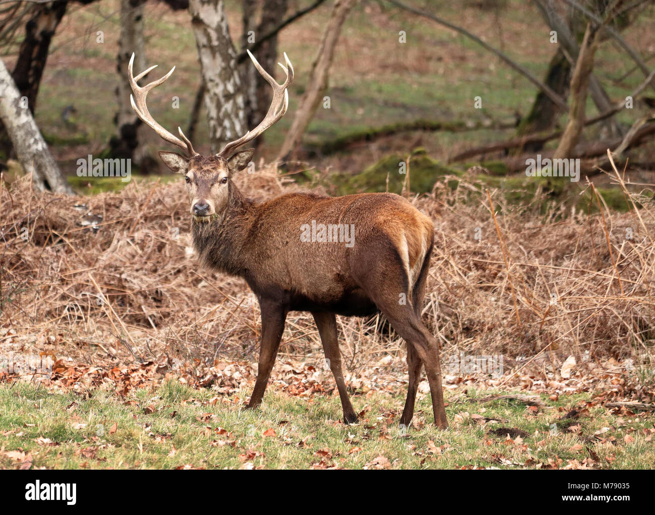 Red Stag Deer in an English Park (Cervus Elaphus) Stock Photo