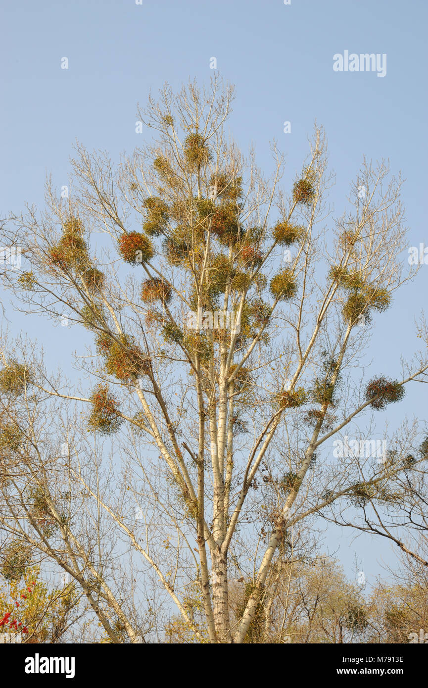 Red-berried Chinese Mistletoe (Viscum coloratum) growing on trees in the Chengde Mountain resort - Bishu Shanzhuang - in Chengde, Hebei, China Stock Photo