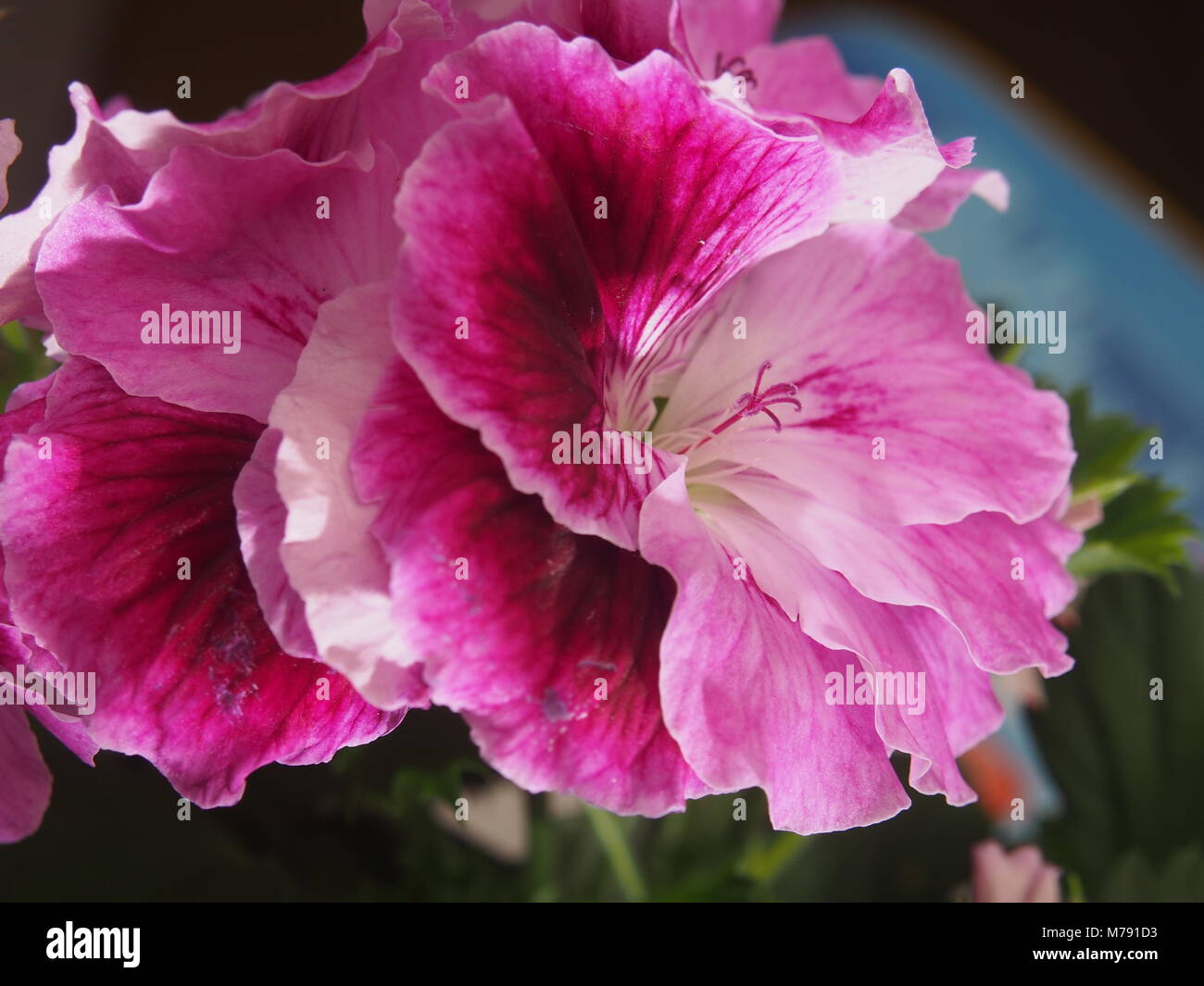 Blooming Bud of the pelargonium flower. Petals raspberry color of ...