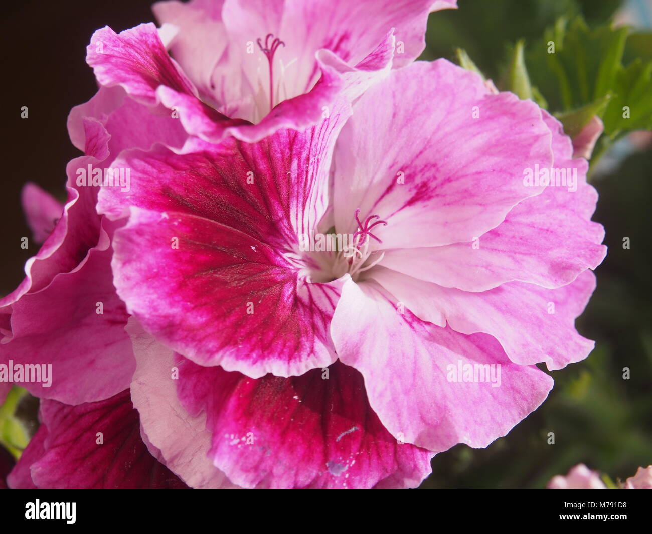Blooming Bud of the pelargonium flower. Petals raspberry color of ...