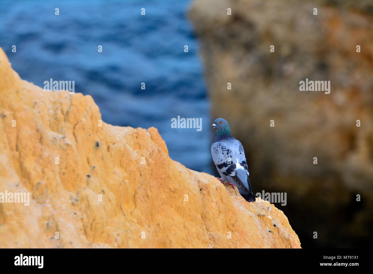 Pigeon on rocks in Lagos (Portugal) Stock Photo