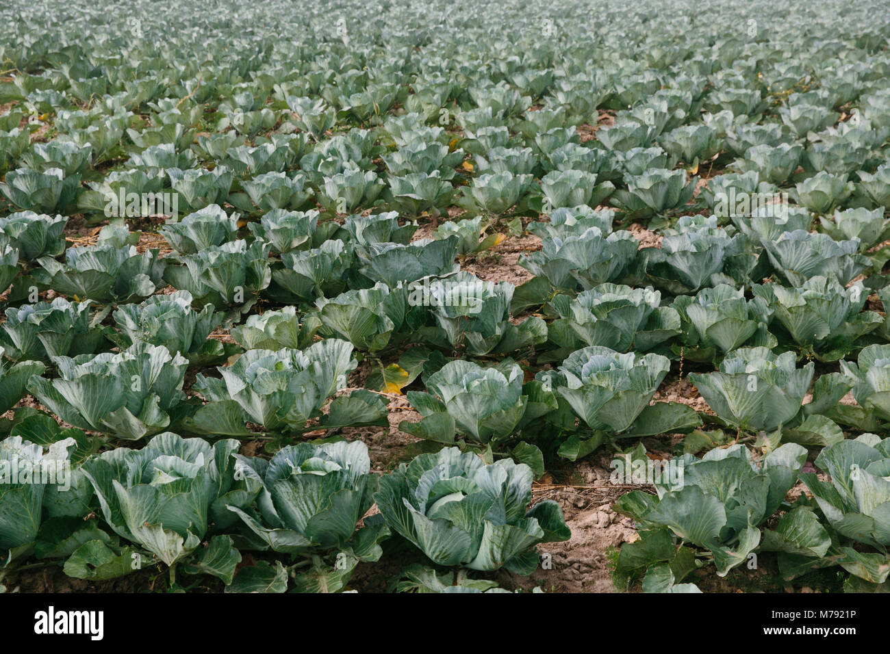 fresh organic vegetable in the garden, green cabbage, good for health, soft green color Stock Photo