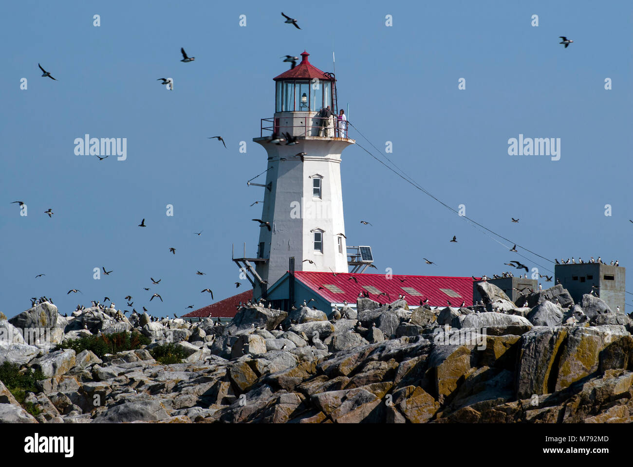 Atlantic puffins fly around old Machias Seal Island lighthouse located off the northern Maine Coast but is technically a Canadian lighthouse. Stock Photo
