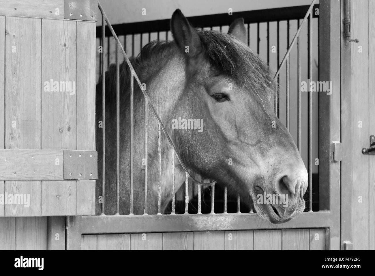 Horse in the stable   B&W Stock Photo