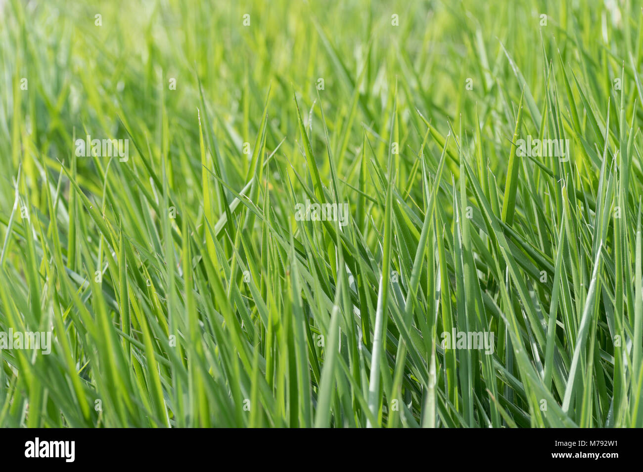 Acres of blades of lush green grass vegetation growing wild in huge field. Nothing but grass. Grass only. Horizontal. Landscape. Background. Abstract. Stock Photo