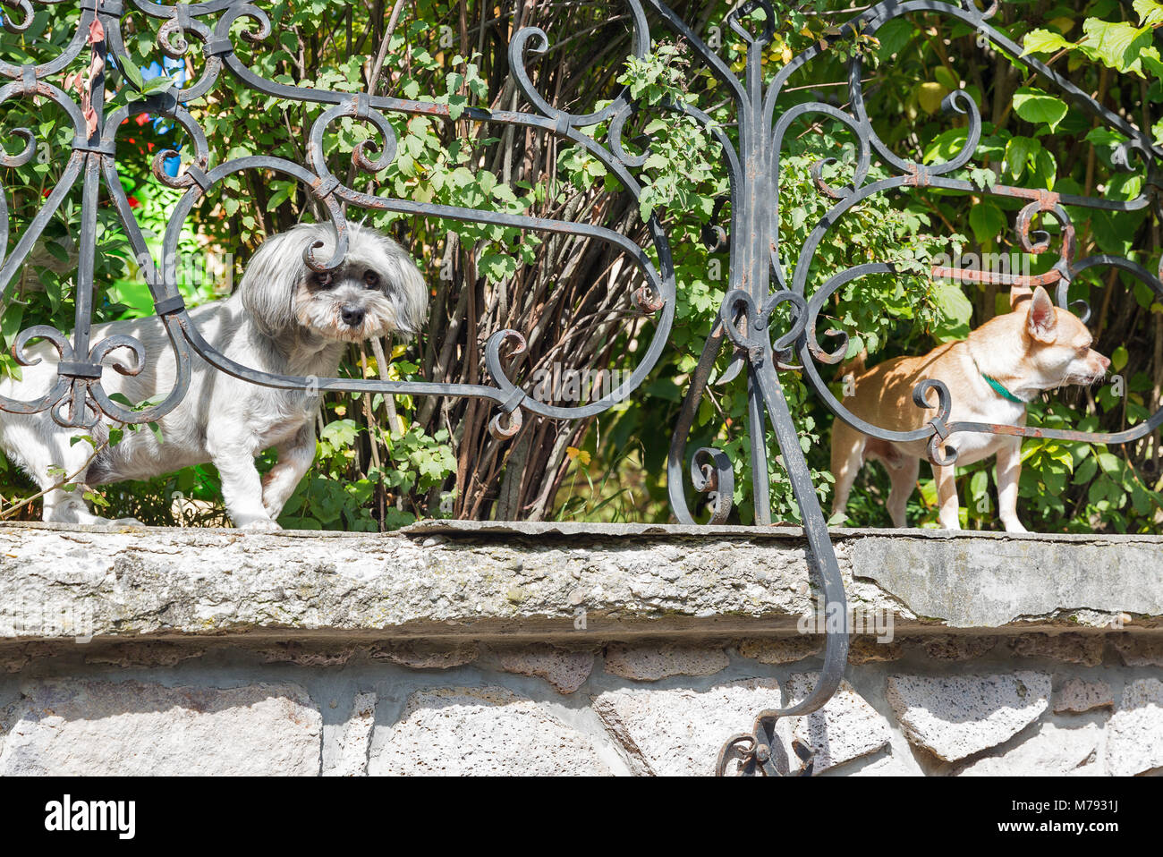 two small pure breed dogs in the garden behind the metal fence Stock Photo